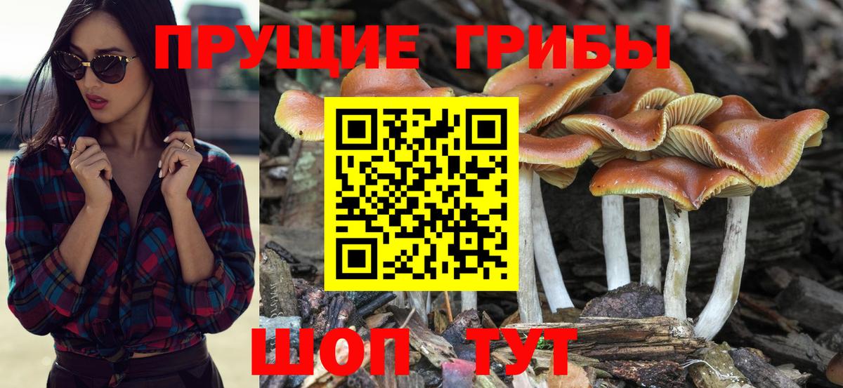 Галлюциногенные грибы Cubensis Муравленко